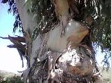 Eucalyptus Tree Eucalyptus