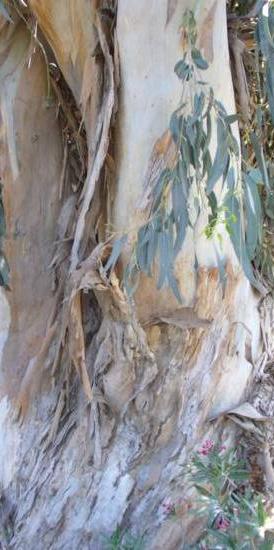 Eucalyptus trunk