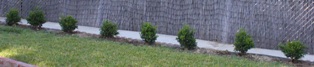 New hedges purchased from Nature's Best Nursery in Moorpark, CA New Hedge